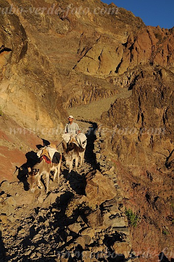 Insel: Santo Anto  Wanderweg: 309 Ort: Caetano Bordeira de Norte Motiv: Wanderweg Esel Motivgruppe: Landscape Mountain © Pitt Reitmaier www.Cabo-Verde-Foto.com