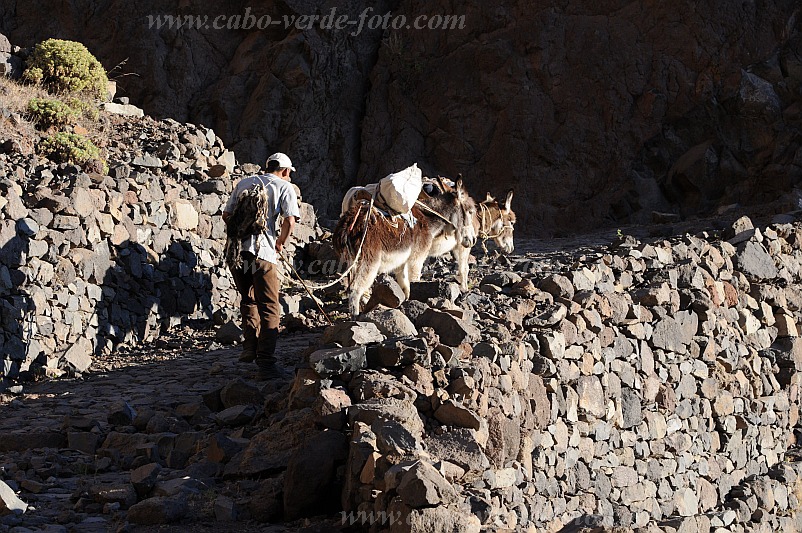 Santo Anto : Caetano Bordeira de Norte : hiking trail donkey : Landscape MountainCabo Verde Foto Gallery