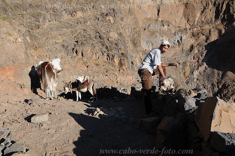 Santo Ant�o : Caetano Bordeira de Norte : percurso pedestre burro : Technology TransportCabo Verde Foto Gallery