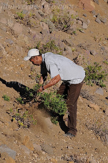 Insel: Santo Anto  Wanderweg: 309 Ort: Bordeira de Norte Motiv: Wanderweg Esel Motivgruppe: People Work © Pitt Reitmaier www.Cabo-Verde-Foto.com