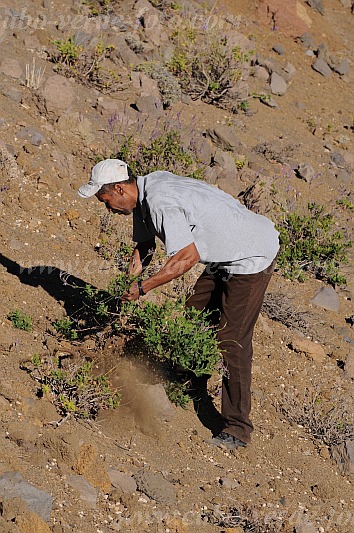 Santo Anto : Bordeira de Norte : percurso pedestre burro : People WorkCabo Verde Foto Gallery