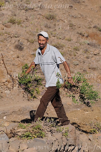 Santo Anto : Bordeira de Norte : hiking trail donkey : People WorkCabo Verde Foto Gallery