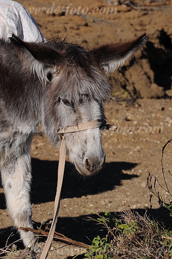 Santo Anto : Bordeira de Norte : hiking trail donkey : Nature AnimalsCabo Verde Foto Gallery