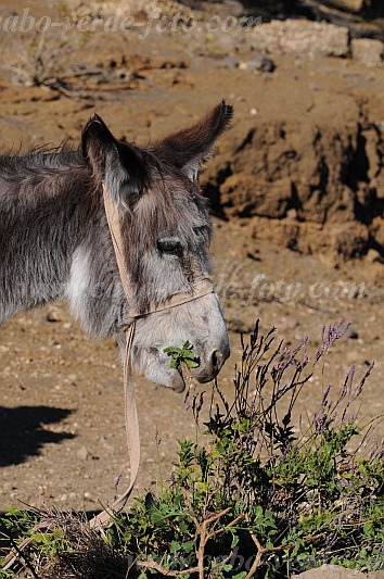 Santo Anto : Bordeira de Norte : hiking trail donkey : Nature AnimalsCabo Verde Foto Gallery