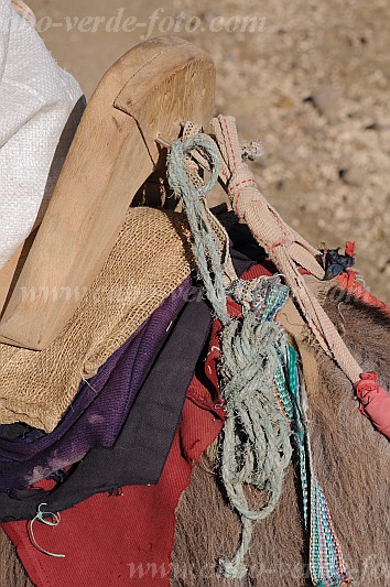 Santo Anto : Bordeira de Norte : saddle donkey : Technology TransportCabo Verde Foto Gallery