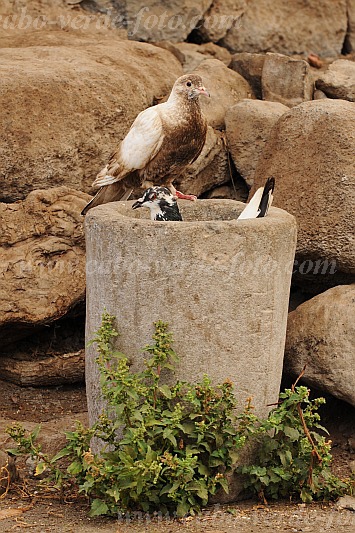 Santo Anto : Tarrafal de Monte Trigo : pigeon : Nature AnimalsCabo Verde Foto Gallery