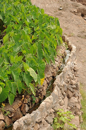 Santo Anto : Tarrafal de Monte Trigo : inhame : Technology AgricultureCabo Verde Foto Gallery