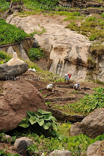 Santo Anto : Tarrafal de Monte Trigo : inhame : Technology AgricultureCabo Verde Foto Gallery