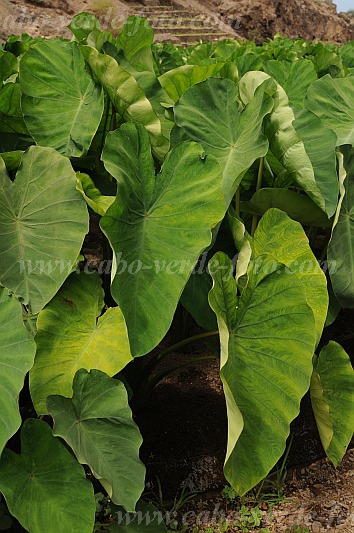 Santo Anto : Tarrafal de Monte Trigo : inhame : Nature PlantsCabo Verde Foto Gallery