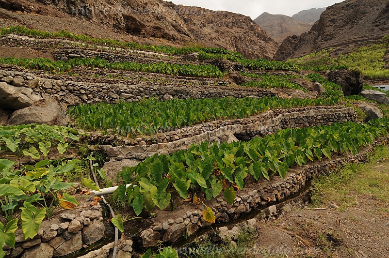 Santo Anto : Tarrafal de Monte Trigo : inhame : Technology AgricultureCabo Verde Foto Gallery
