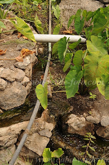 Santo Anto : Tarrafal de Monte Trigo : inhame : Technology AgricultureCabo Verde Foto Gallery