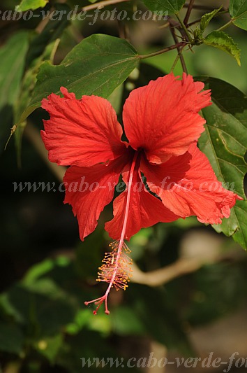 Insel: Santo Anto  Wanderweg:  Ort: Tarrafal de Monte Trigo Motiv: Blume Hibiskus Motivgruppe: Nature Plants © Pitt Reitmaier www.Cabo-Verde-Foto.com