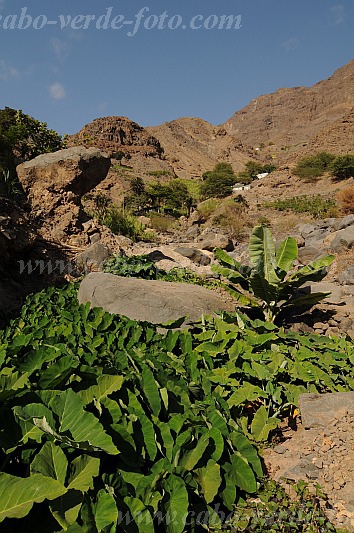 Santo Anto : Tarrafal de Monte Trigo Cavouco de Tarref : inhame : Technology AgricultureCabo Verde Foto Gallery