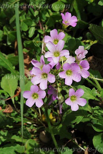 Santo Anto : Paul Ch de Padre : flower : Nature PlantsCabo Verde Foto Gallery