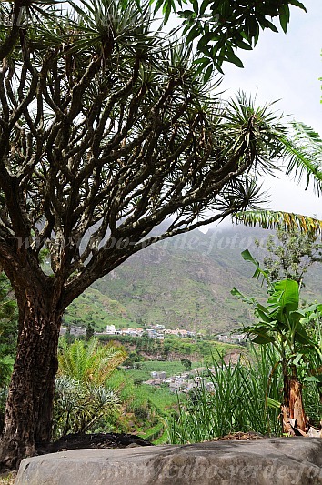 Santo Anto : Paul Ch de Padre : dragoeiro : Nature PlantsCabo Verde Foto Gallery