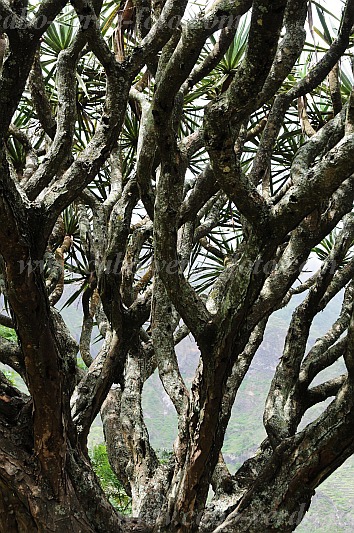 Santo Anto : Paul Ch de Padre : dragon tree : Nature PlantsCabo Verde Foto Gallery