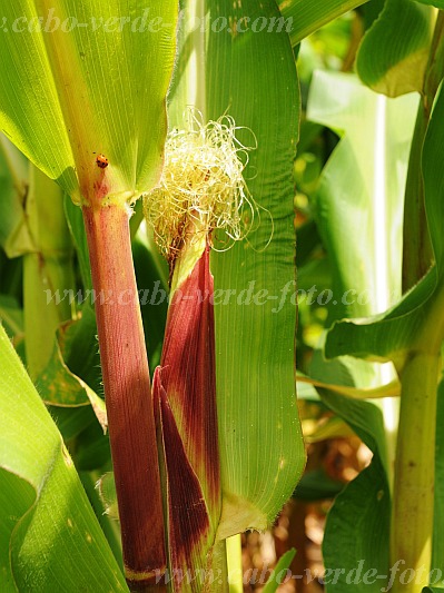 Santo Anto : Lagoa - Linho de Corvo : corn : Nature PlantsCabo Verde Foto Gallery