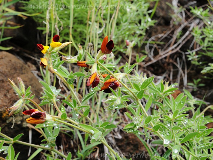 Santo Anto : Lagoa - Linho de Corvo : flower : Nature PlantsCabo Verde Foto Gallery