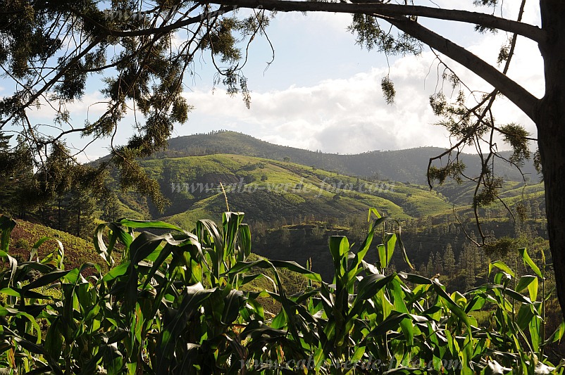 Santo Ant�o : Espongeiro : after the rain : Landscape AgricultureCabo Verde Foto Gallery