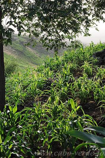 Insel: Santo Anto  Wanderweg:  Ort: Tabuleirinho da Tabuga Motiv: Mais Motivgruppe: Landscape Agriculture © Pitt Reitmaier www.Cabo-Verde-Foto.com