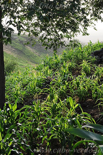 Santo Anto : Tabuleirinho da Tabuga : corn : Landscape AgricultureCabo Verde Foto Gallery