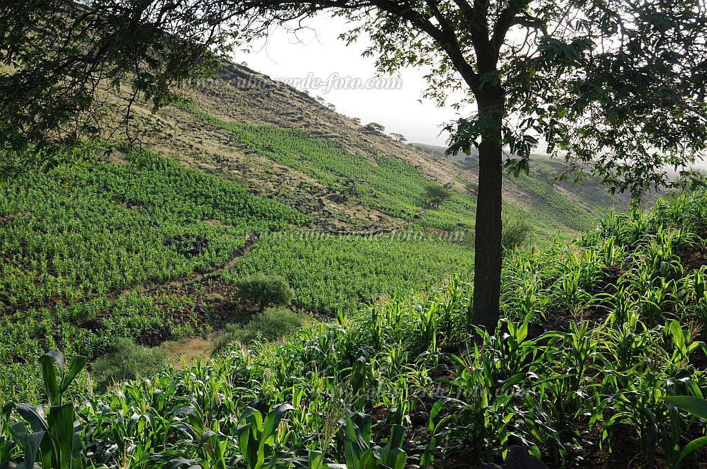 Santo Anto : Tabuleirinho da Tabuga : corn : LandscapeCabo Verde Foto Gallery