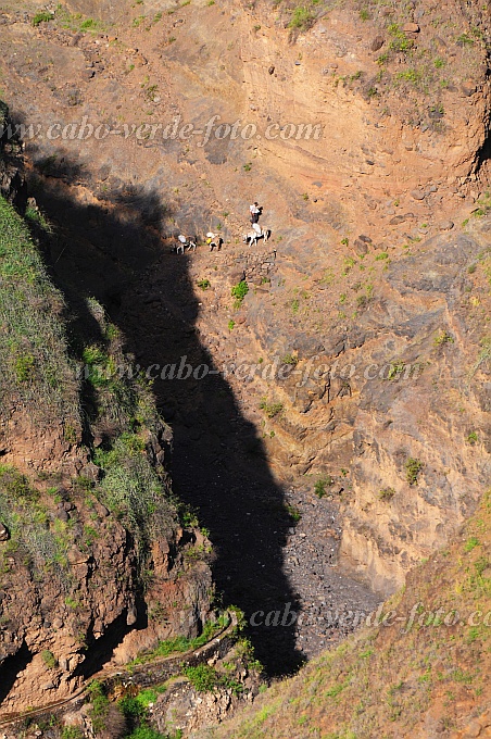 Santo Anto : Tabuleirinho da Tabuga : view donkey : Landscape MountainCabo Verde Foto Gallery
