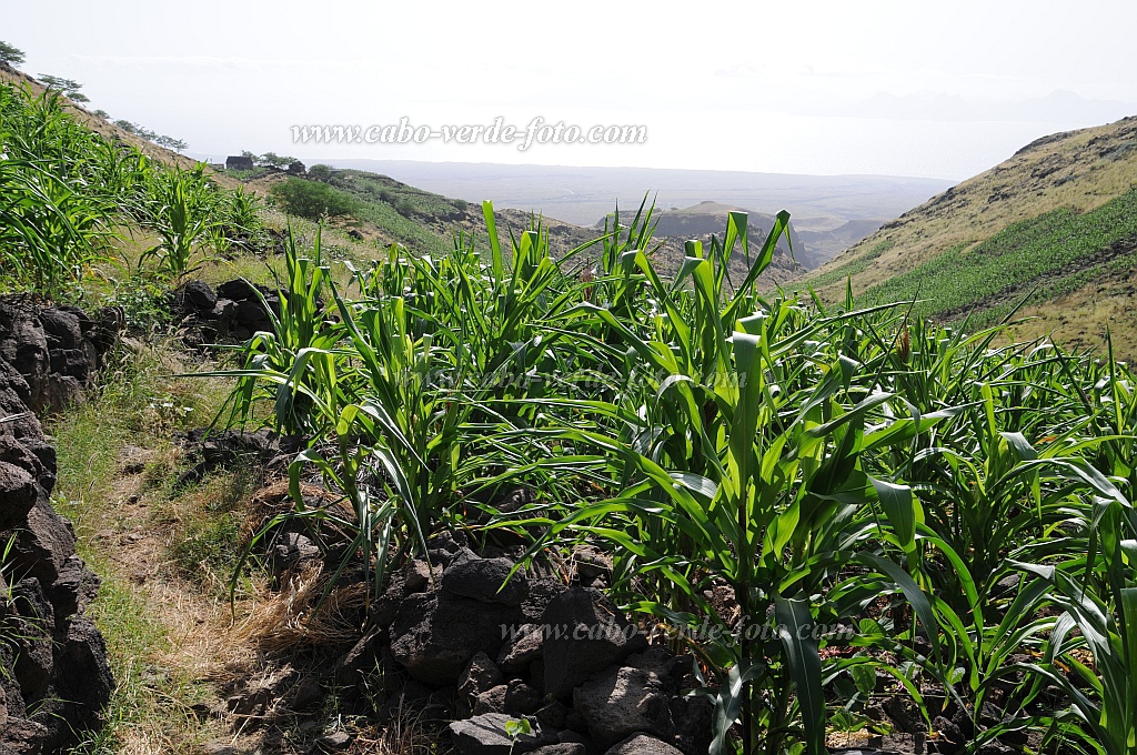 Insel: Santo Anto  Wanderweg: 315 Ort: Tabuleirinho da Tabuga Motiv: Wanderweg Motivgruppe: Landscape Agriculture © Pitt Reitmaier www.Cabo-Verde-Foto.com