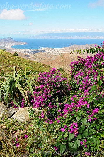 Insel: So Vicente  Wanderweg:  Ort: Monte Verde Motiv: Bougainvillea Motivgruppe: Nature Plants © Pitt Reitmaier www.Cabo-Verde-Foto.com
