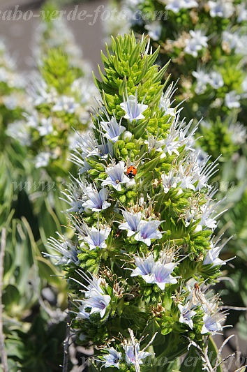 Fogo : Bordeira : cow tonge : Nature PlantsCabo Verde Foto Gallery