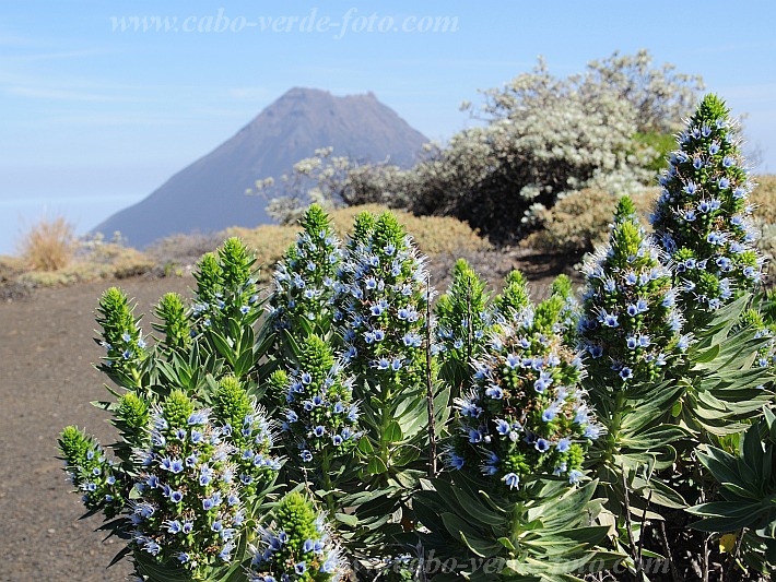 Fogo : Bordeira : cow tonge : Nature PlantsCabo Verde Foto Gallery