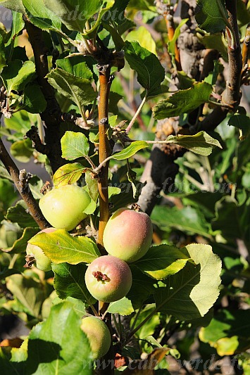 Fogo : Ch das Caldeiras : ma : Nature PlantsCabo Verde Foto Gallery