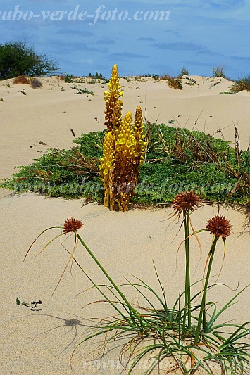 Boa Vista : Rabil : cistanche phelypaea : Nature PlantsCabo Verde Foto Gallery