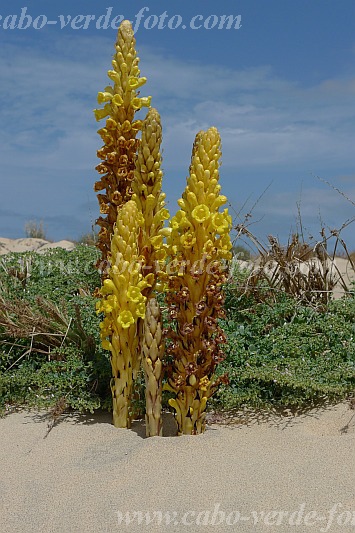 Boa Vista : Rabil : cistanche phelypaea : Nature PlantsCabo Verde Foto Gallery