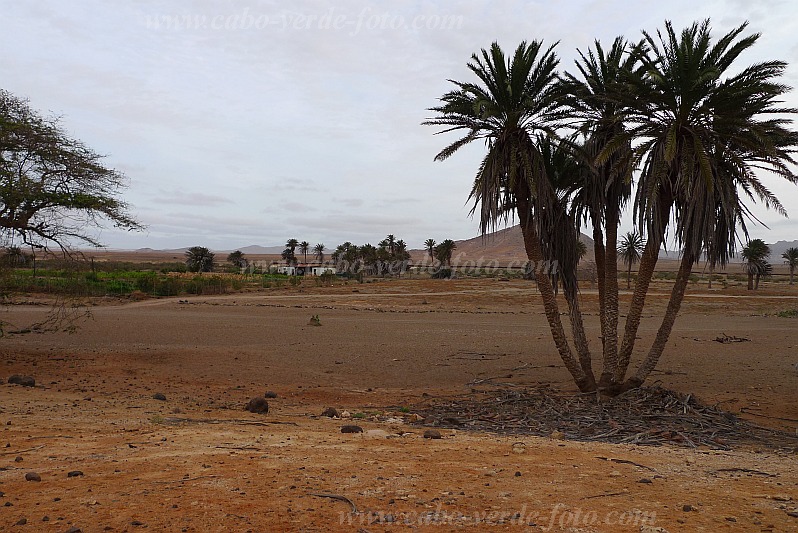 Boa Vista : Fonte Vicente Horta do Belga : Oasis : Landscape DesertCabo Verde Foto Gallery