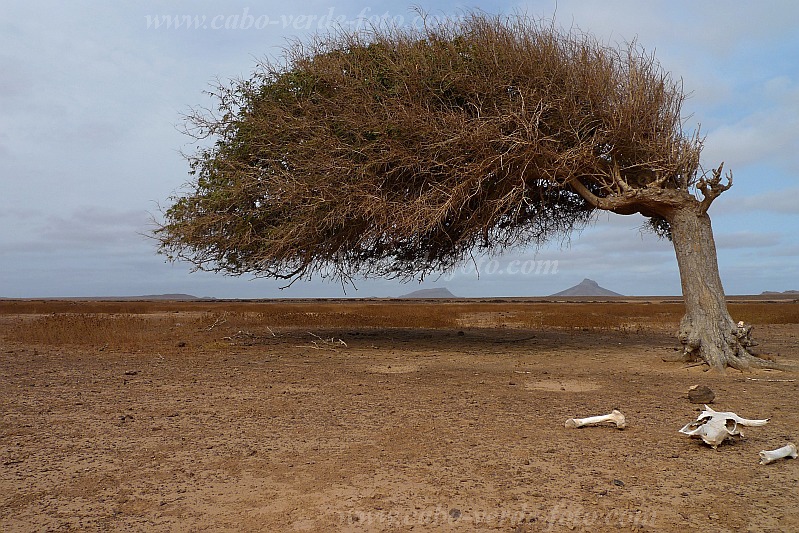 Boa Vista : Fonte Vicente : cow skull in desert landscape : Landscape DesertCabo Verde Foto Gallery