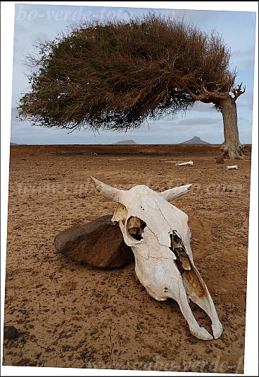 Boa Vista : Fonte Vicente : cow skull in desert landscape : Landscape DesertCabo Verde Foto Gallery