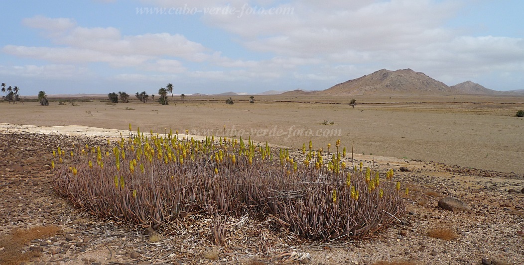 Insel: Boa Vista  Wanderweg:  Ort: Fonte Vicente Motiv: Aloe vera Motivgruppe: Nature Plants © Pitt Reitmaier www.Cabo-Verde-Foto.com