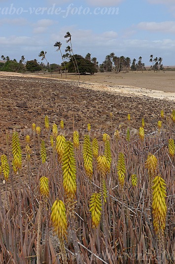 Boa Vista : Fonte Vicente : Aloe vera : Nature PlantsCabo Verde Foto Gallery