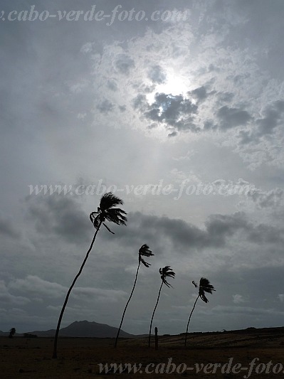 Insel: Boa Vista  Wanderweg:  Ort: Fonte Vicente Motiv: Kokospalmen Motivgruppe: Landscape Desert © Pitt Reitmaier www.Cabo-Verde-Foto.com