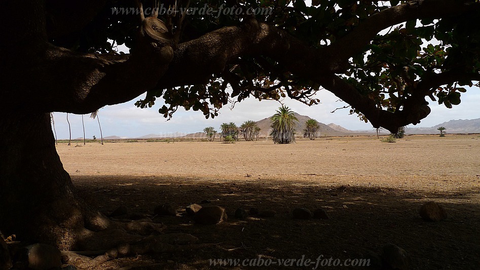 Boa Vista : Fonte Vicente : Oasis : Landscape DesertCabo Verde Foto Gallery