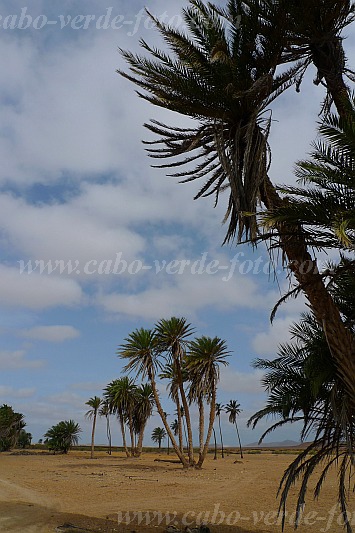 Boa Vista : Fonte Vicente : Oasis : Landscape DesertCabo Verde Foto Gallery