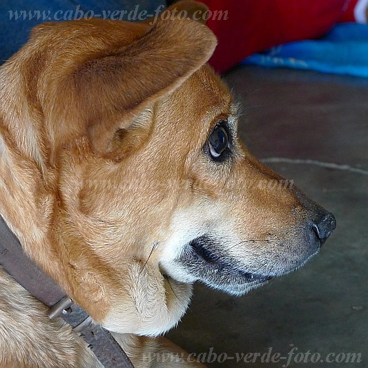 Santo Anto : Porto Novo : dog : Nature AnimalsCabo Verde Foto Gallery