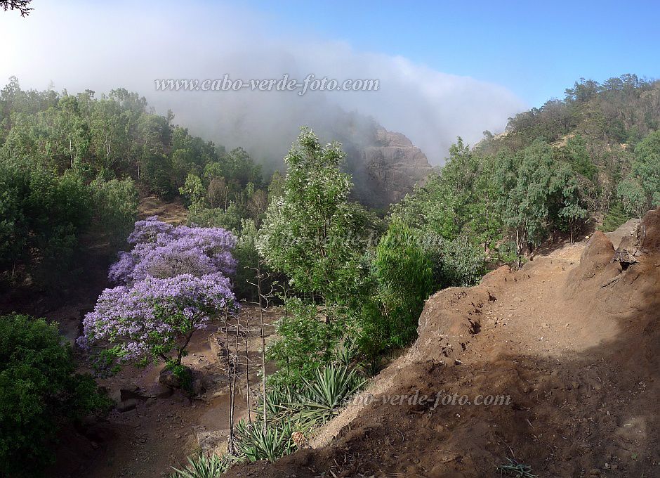 Santo Anto : Pico da Cruz Pero Dias : Water point flowering Jacaranda : LandscapeCabo Verde Foto Gallery