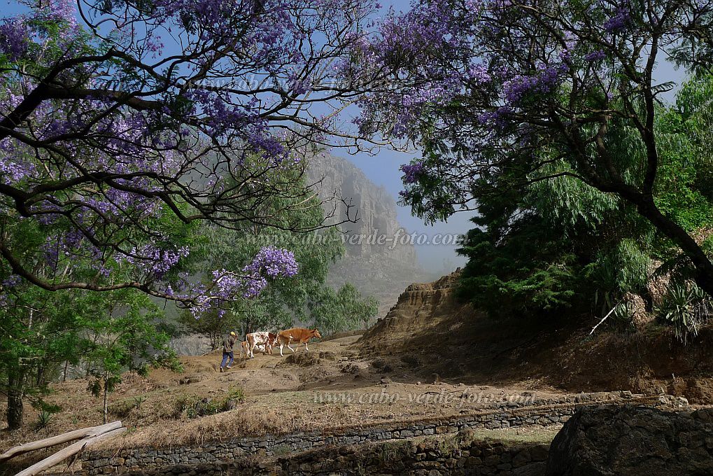 Santo Anto : Pico da Cruz Pero Dias : Water point flowering Jacaranda : Landscape ForestCabo Verde Foto Gallery
