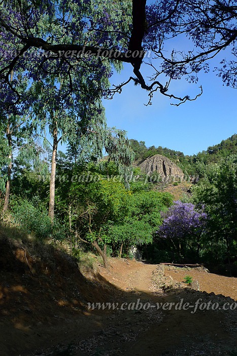 Insel: Santo Anto  Wanderweg: 106a Ort: Pero Dias Motiv: Wanderweg Motivgruppe: Landscape Forest © Pitt Reitmaier www.Cabo-Verde-Foto.com