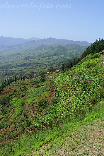 Santo Anto : Pico da Cruz : Planalto na estao pluviosa : Landscape MountainCabo Verde Foto Gallery