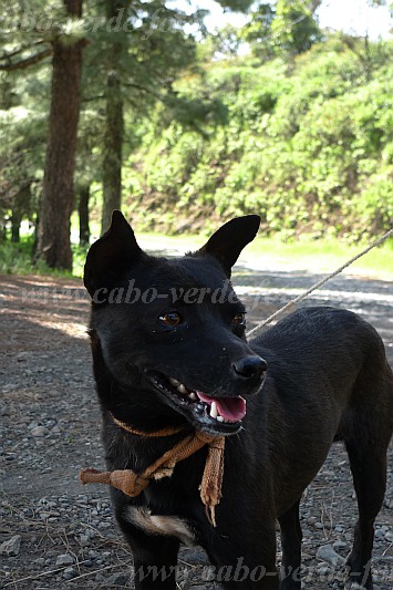 Santo Anto : Ribeirao Fundo : dog : Nature AnimalsCabo Verde Foto Gallery