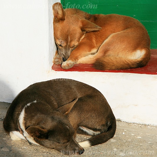 Insel: Santo Anto  Wanderweg: 212 Ort: Ponta do Sol Motiv: Hund Motivgruppe: Nature Animals © Attila Bertalan www.Cabo-Verde-Foto.com