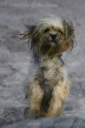 Insel: Santo Anto  Wanderweg: 212 Ort: Ponta do Sol Motiv: Hund Motivgruppe: Nature Animals © Attila Bertalan www.Cabo-Verde-Foto.com